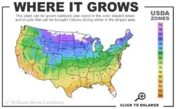 Acropolis Clematis - 1 Gallon Pot -Wilson Bros Gardens usda zone map 15