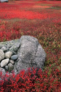Wild Lowbush Blueberry Plant - 1 Gallon -Wilson Bros Gardens vaccinium angustifolium low bush blueberry 7