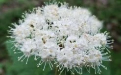 Maple Leaf Viburnum - 3 Pack Of 1.5 Quart Pots -Wilson Bros Gardens viburnum acerifolium maple leaf 15
