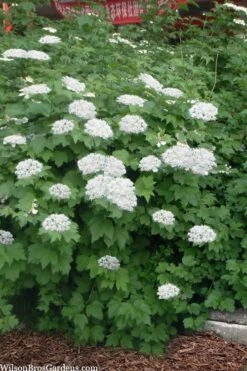 Maple Leaf Viburnum - 3 Pack Of 1.5 Quart Pots -Wilson Bros Gardens viburnum acerifolium maple leaf 16