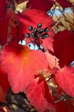 Maple Leaf Viburnum - 3 Pack Of 1.5 Quart Pots -Wilson Bros Gardens viburnum acerifolium maple leaf 2