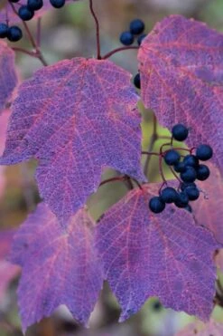 Maple Leaf Viburnum - 3 Pack Of 1.5 Quart Pots -Wilson Bros Gardens viburnum acerifolium maple leaf 3