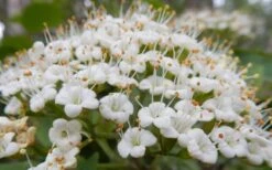 Mohican Arrowwood Viburnum - 6 Gallon Pot (4-5') -Wilson Bros Gardens viburnum lantana mohican 1