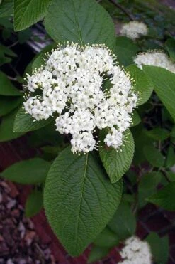 Mohican Arrowwood Viburnum - 6 Gallon Pot (4-5') -Wilson Bros Gardens viburnum lantana mohican 5