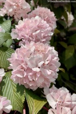 Kern's Pink Snowball Viburnum Bush - 3 Gallon Pot -Wilson Bros Gardens viburnum plicatum kerns pink snowball 3 1
