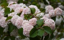 Kern's Pink Snowball Viburnum Bush - 3 Gallon Pot -Wilson Bros Gardens viburnum plicatum kerns pink snowball 7 1