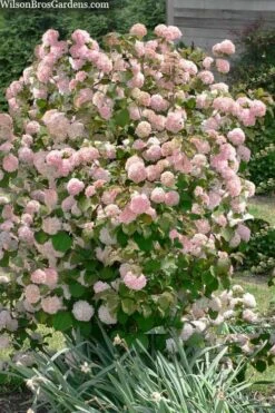 Kern's Pink Snowball Viburnum Bush - 3 Gallon Pot -Wilson Bros Gardens viburnum plicatum kerns pink snowball 9 1