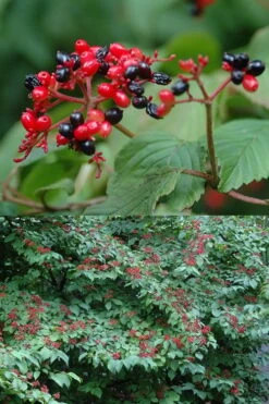 Japanese Doublefile Viburnum - 2 Gallon Pot -Wilson Bros Gardens viburnum plicatum tomentosum japanese doublefile 2