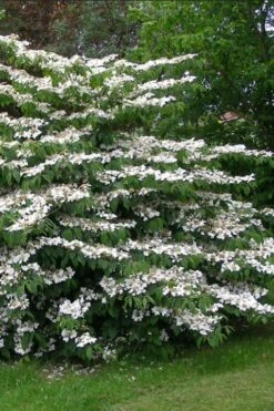 Japanese Doublefile Viburnum - 2 Gallon Pot -Wilson Bros Gardens viburnum plicatum tomentosum japanese doublefile 5