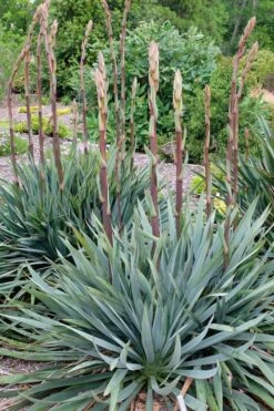 Silver Anniversary Yucca - 1 Gallon Pot -Wilson Bros Gardens yucca silver anniversary 1