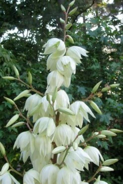 Silver Anniversary Yucca - 1 Gallon Pot -Wilson Bros Gardens yucca silver anniversary 3