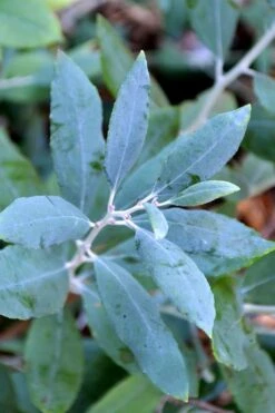 Woodlanders Blue Dusty Zenobia (Honeycup) - 1 Gallon Pot -Wilson Bros Gardens zenobia woodlanders blue 21