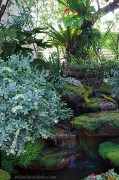 Woodlanders Blue Dusty Zenobia (Honeycup) - 1 Gallon Pot -Wilson Bros Gardens zenobia woodlanders blue 25